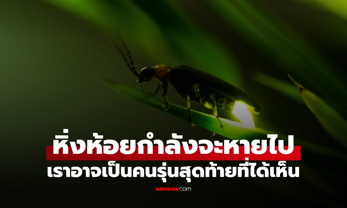 นักวิจัยเตือน เราอาจเป็นคนรุ่นสุดท้ายที่จะได้เห็น "หิ่งห้อย" ก่อนหายไปตลอดกาล