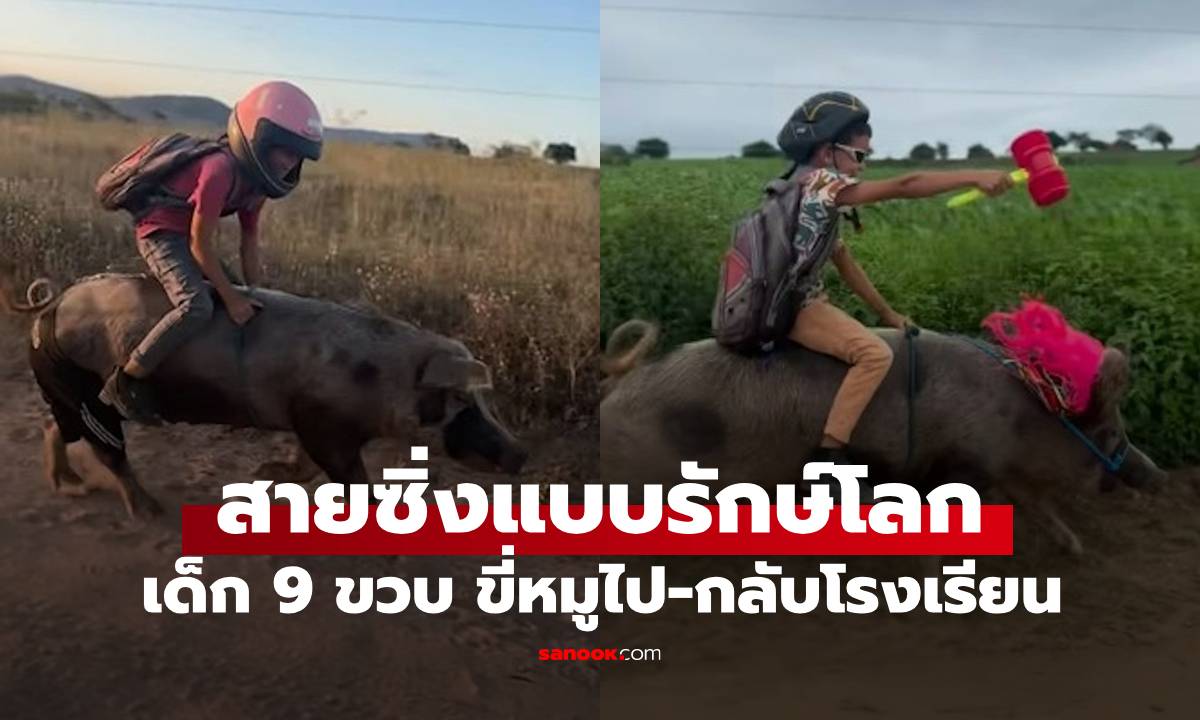 อ่านไม่ผิด! เด็กชาย 9 ขวบ ขี่ "หมู" ไป-กลับโรงเรียน แค่ 1 นาทีถึงที่หมาย (มีคลิป)