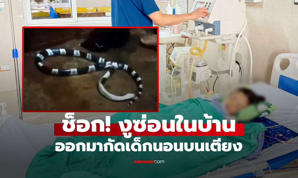 งูพิษกัดเด็ก 7 ขวบ ขณะนอนหลับบนเตียง รู้ว่ามัน "ซ่อนตัว" ที่ตรงไหน เชื่อว่าทุกบ้านผวา!