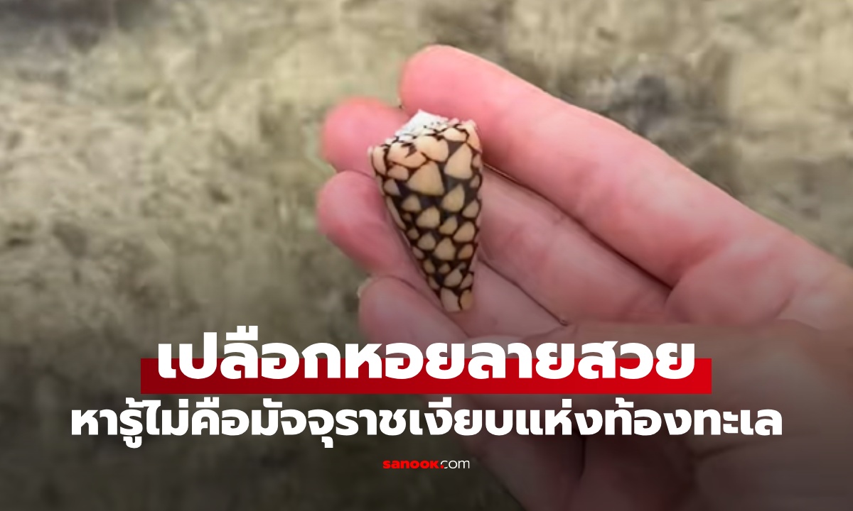 สาวเก็บเปลือกหอย เกือบตายไม่รู้ตัว มัจจุราชเงียบแห่งท้องทะเล ไม่มียาแก้พิษ