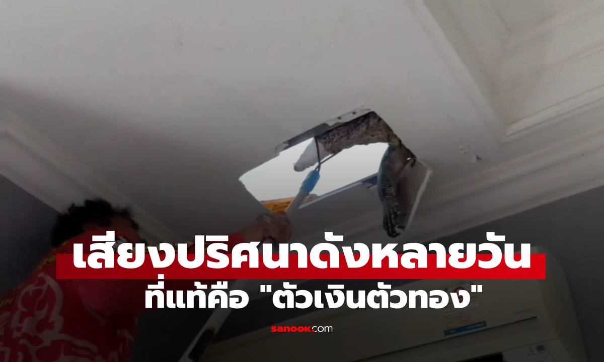 ได้ยินเสียงปริศนามาหลายวัน ผงะ "ตัวเงินตัวทอง" โผล่หัวทะลุฝ้า ไม่พลาดส่องเลขเด็ด