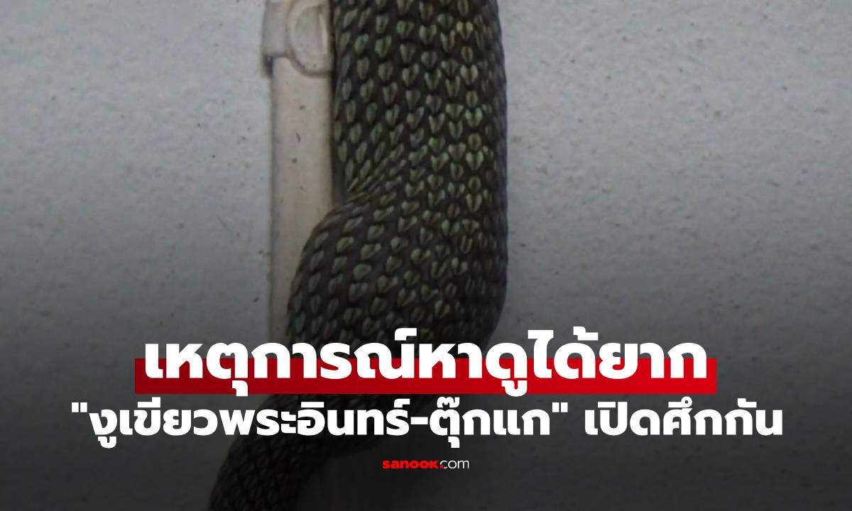 หาดูได้ยาก เปิดศึก "งูเขียวพระอินทร์-ตุ๊กแก" ดูแค่ภาพรู้เลย ใครเป็นผู้ชนะ (มีคลิป)