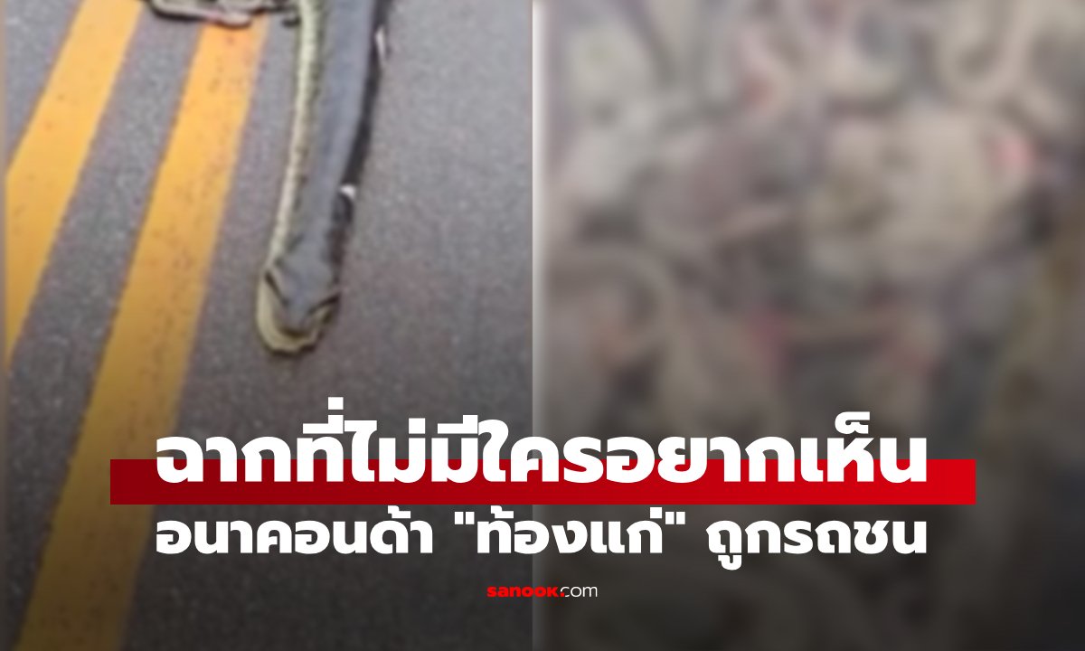 สลดกลางถนน! อนาคอนด้า "ท้องแก่" ถูกรถชน ลูกงูนับสิบร่วงจากท้อง ฉากที่ไม่คิดว่าจะได้เห็น