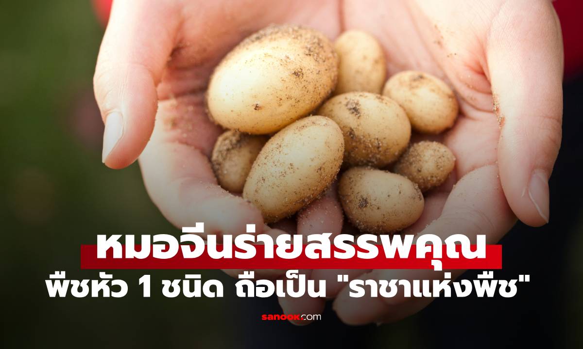 หมอจีนร่ายสรรพคุณ พืชหัว 1 ชนิด ได้ชื่อว่าเป็น "ราชาแห่งพืช" ที่ไทยมีขายทุกตลาด