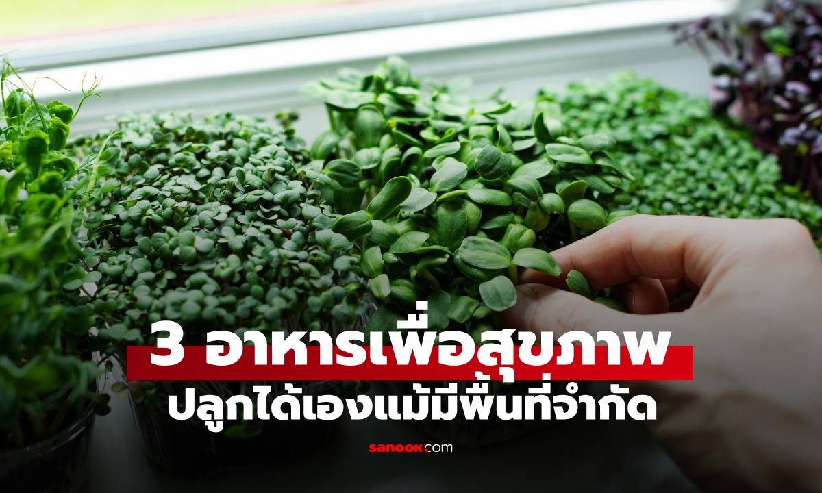 เชฟคัดมาให้แล้ว! 3 อาหารเพื่อสุขภาพ ปลูกเองได้ง่ายๆ เหมาะกับคนมีพื้นที่จำกัด