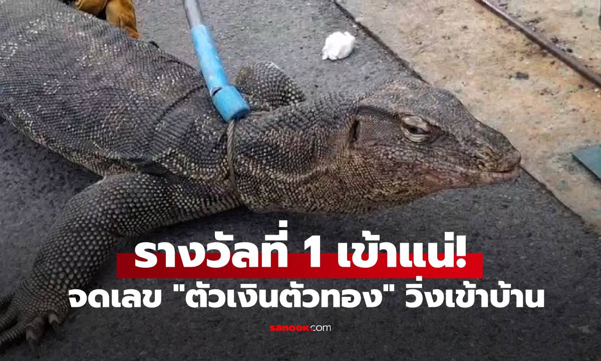 รางวัลที่ 1 เข้าแน่! เจ้าของบ้านผงะ "ตัวเงินตัวทอง" วิ่งเข้าบ้าน งวดนี้ต้องซื้อเลขที่บ้าน