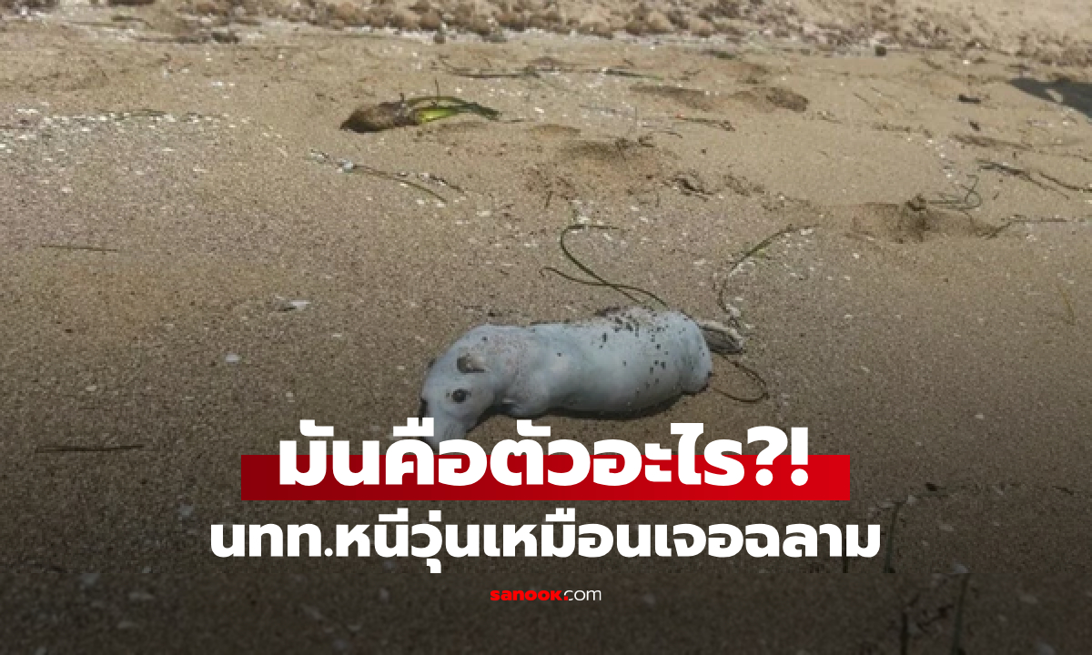 ไม่ใช่ฉลาม! สัตว์ตัวใหญ่เท่าแมว แข็งแรง-วิ่งเร็วสุดๆ บุกชายหาด นทท.กรีดร้องเผ่นหนีสะพรึง