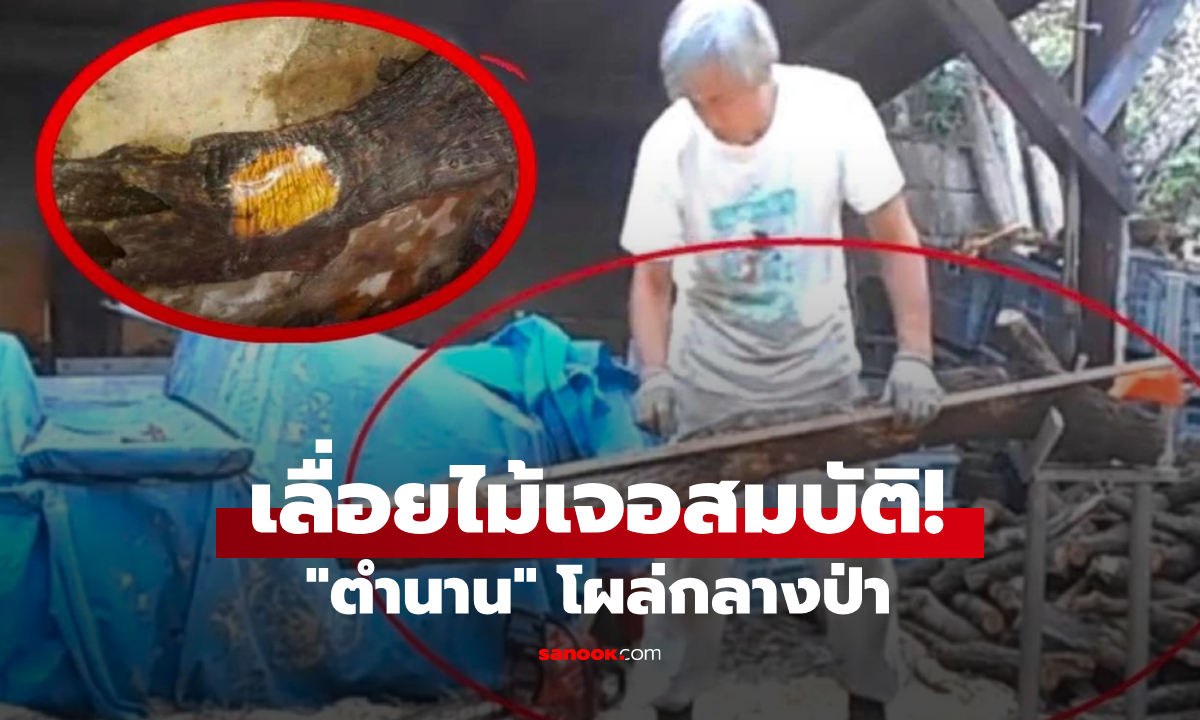 เข้าป่าเจอ "ท่อนไม้คล้ายมนุษย์" ลองเลื่อยอึ้งแสงสีทอง จนท.บุกถึงที่เฉลย สมบัติระดับสูง!!!