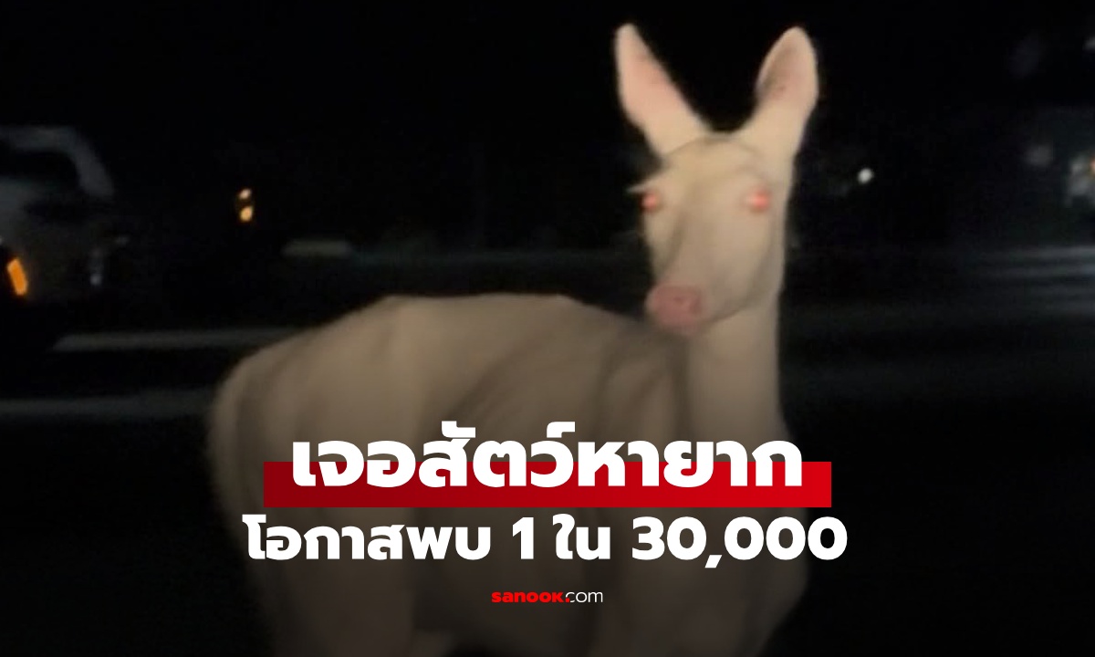 หนุ่มเจอสัตว์หายาก โอกาสพบ 1 ใน 30,000 ตาสีแดง-ตัวขาวล้วน ไปทำงานสายก็ยอม