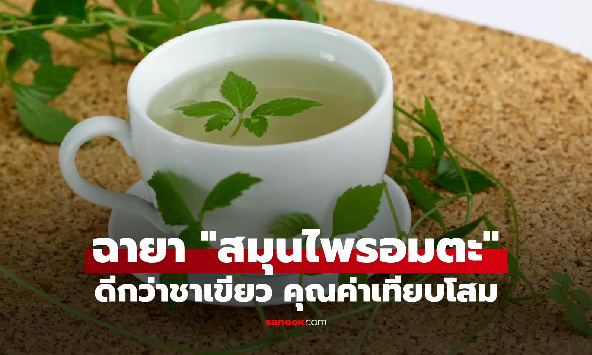 อเมริกาอวย "สมุนไพรอมตะ" ดีกว่าชาเขียวและโสม ฤทธิ์ต้านมะเร็ง-ฟื้นฟูตับ ไทยปลูกได้มาก!