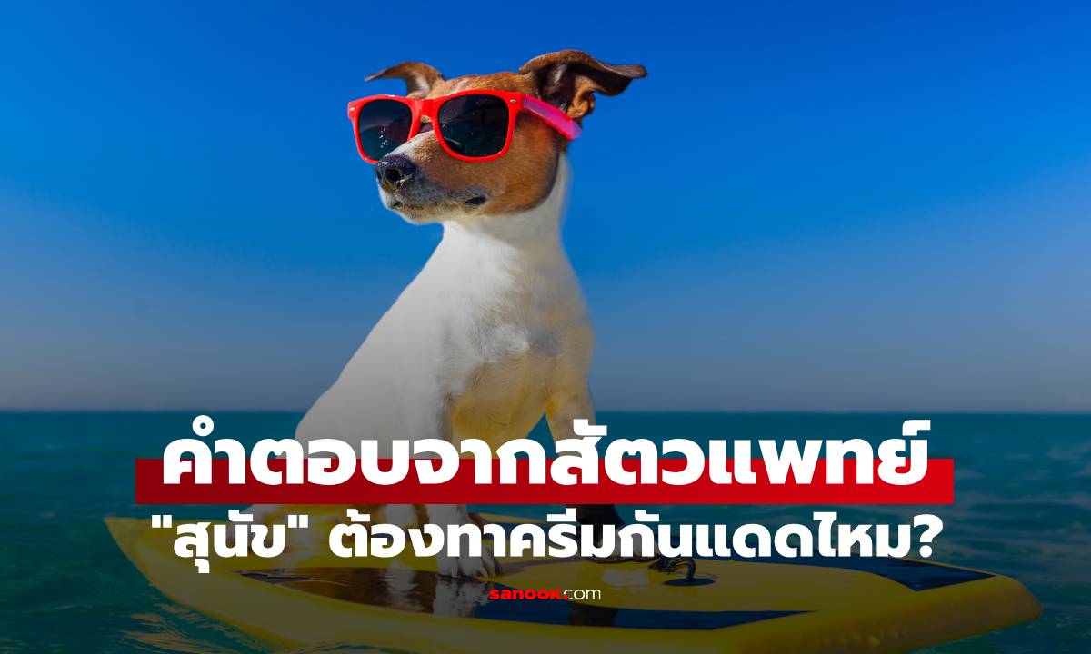 สุนัขต้องทาครีมกันแดดไหม? พันธุ์ไหนเสี่ยงผิวไหม้มากที่สุด เปิดคำตอบจากสัตวแพทย์