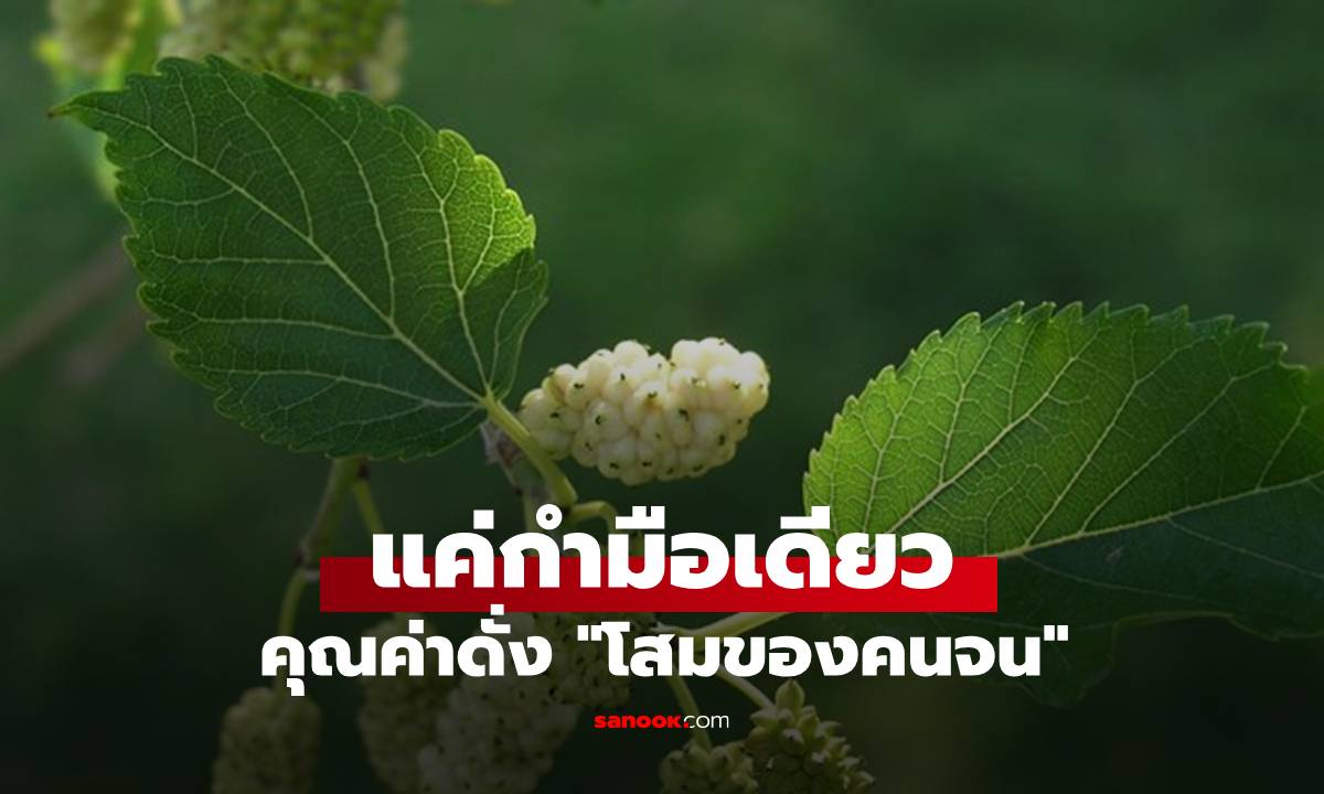แค่กำมือเดียว คุณค่าดั่ง "โสมของคนจน" ขึ้นอยู่เต็มริมรั้วในชนบท แต่กลับมีไม่กี่คนที่รู้