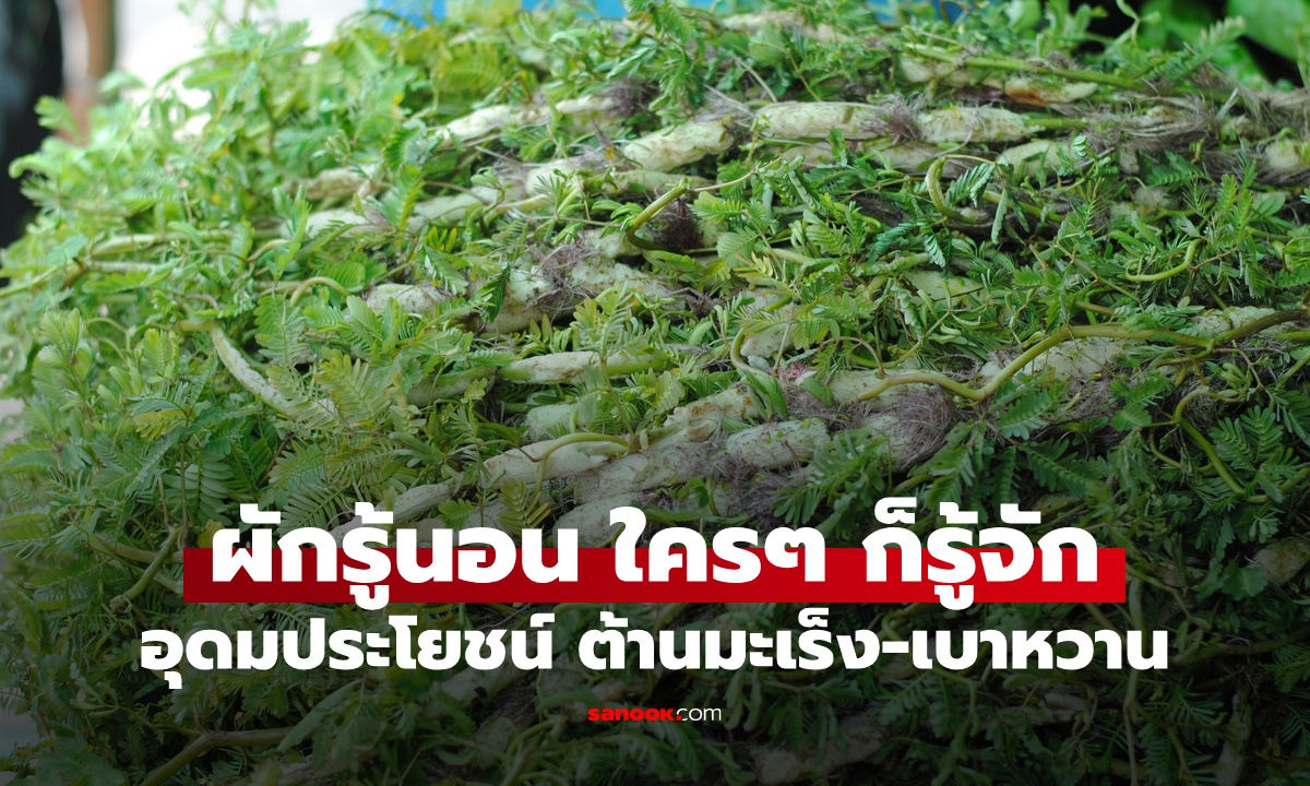 สมุนไพรบ้านๆ "ผักรู้นอน" เมนูฮิตร้านข้าวต้ม อุดมประโยชน์ ต้านมะเร็ง-เบาหวาน