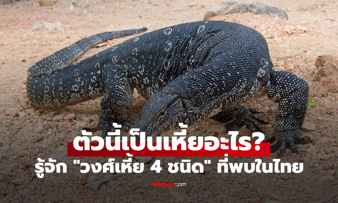 รู้จักกับ "วงศ์เหี้ย 4 ชนิดในไทย" มีอะไรบ้าง? สัตว์หน้าตาน่ากลัวแต่น้องมีประโยชน์กว่าที่คิด