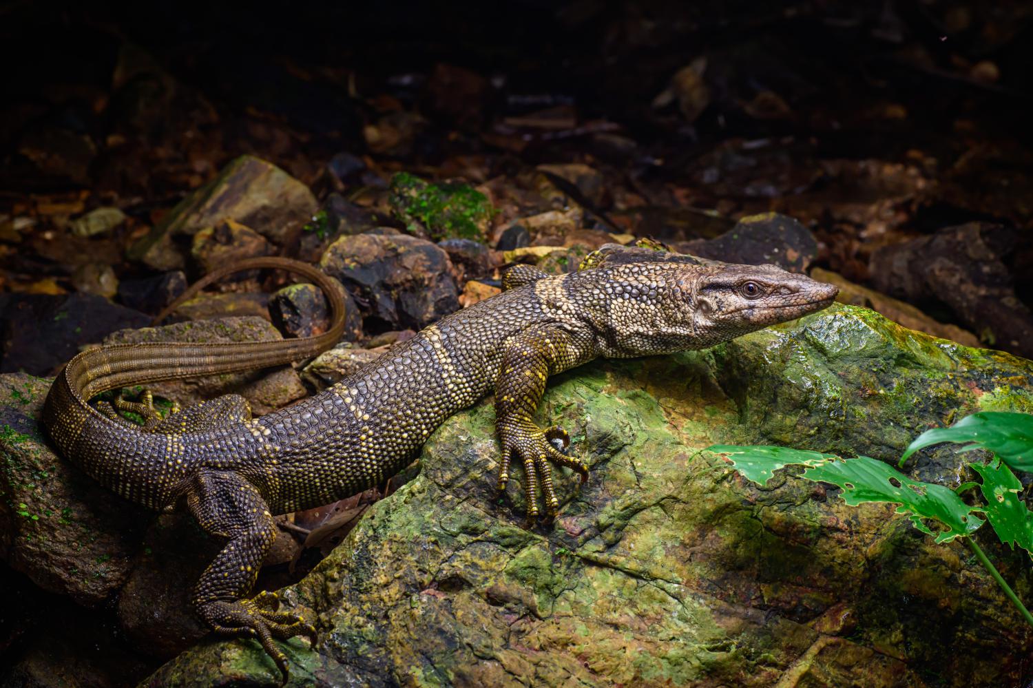 varanus-dumerilii-w-1500