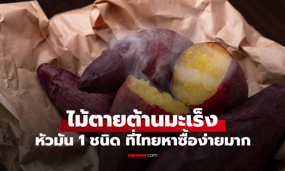 หัวมัน 1 ชนิด กลายเป็น "ไม้ตายต้านมะเร็ง" ในไทยมีอยู่ทั่วไป แค่เดินไปตลาดก็เจอ