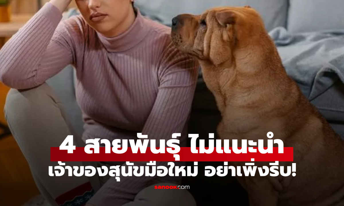 พยาบาลสัตว์เตือน เลี้ยงสุนัขครั้งแรก "หลีกเลี่ยง" น้องหมา 4 สายพันธุ์นี้ มือใหม่อย่าเพิ่งรีบ!