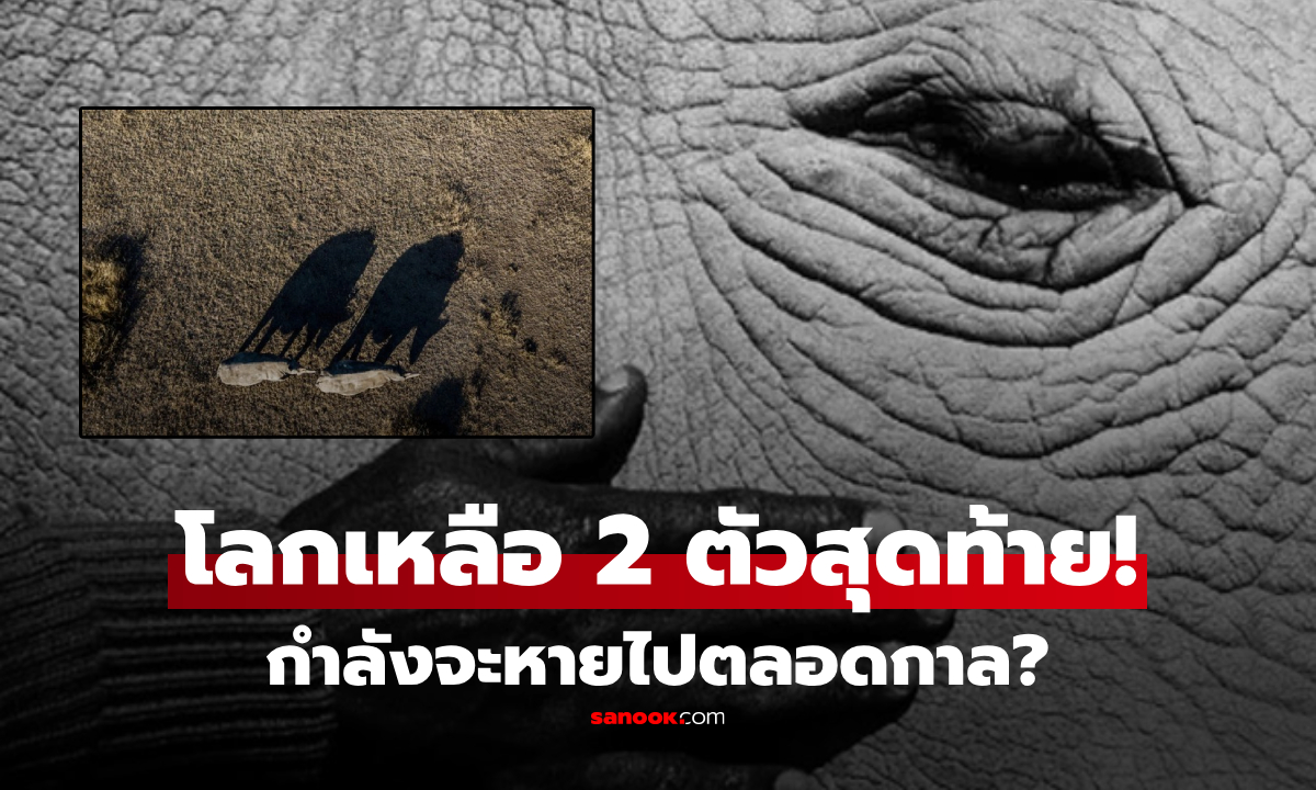 โลกเหลือแค่ 2 ตัว!!! เปิดภาพ "สัตว์หายาก" ชะตากรรมสะเทือนใจ กำลังจะหายไปตลอดกาล?