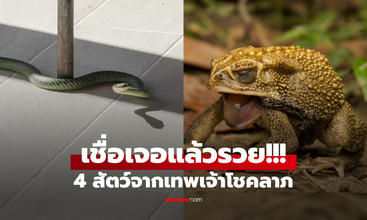 ไม่ใช่แค่งู! 4 สัตว์ดูน่ากลัว แต่เชื่อเป็นผู้ส่งสาร "เทพเจ้าความมั่งคั่ง" เข้าบ้านไหนก็รวย!!!