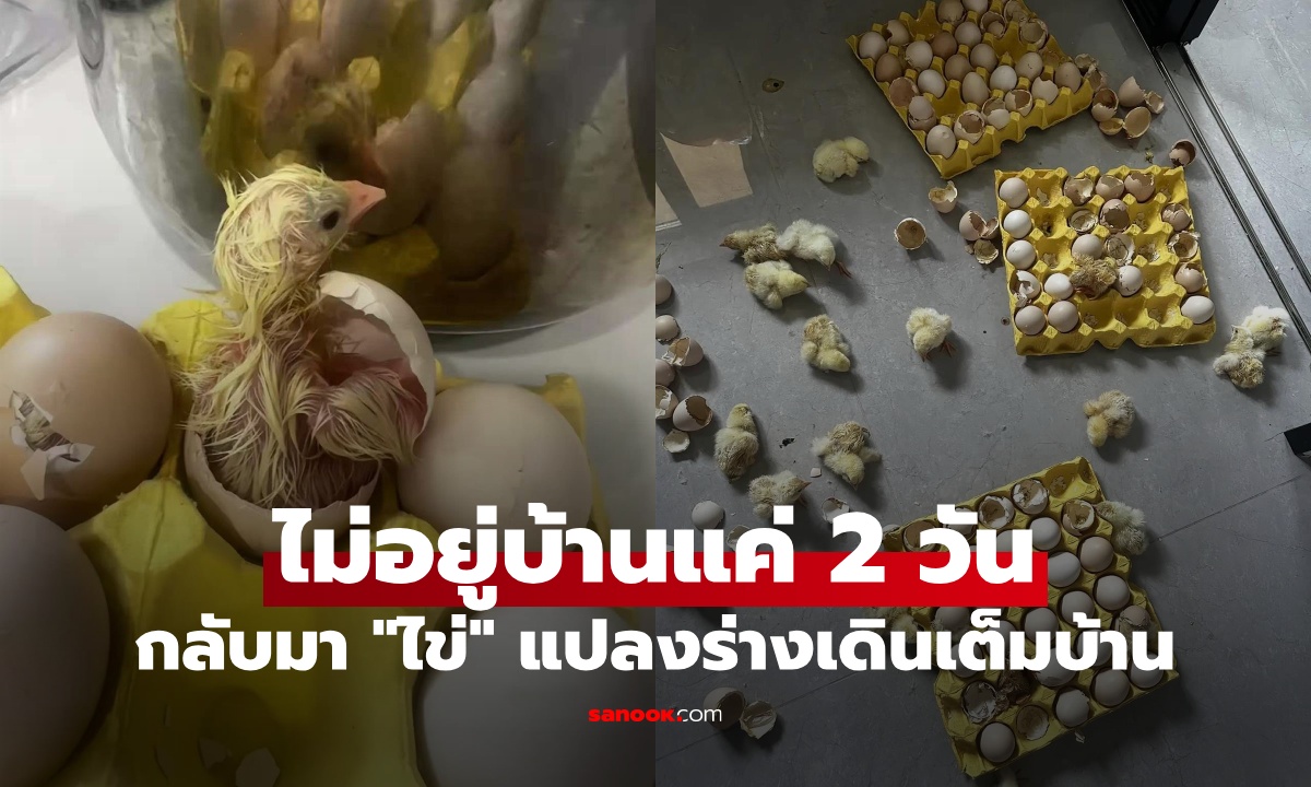 สาวไม่อยู่บ้าน 2 วัน เปิดประตูมาตกใจ "ไข่ไก่" ที่ซื้อมากิน แปลงร่างเดินกันเต็มบ้าน