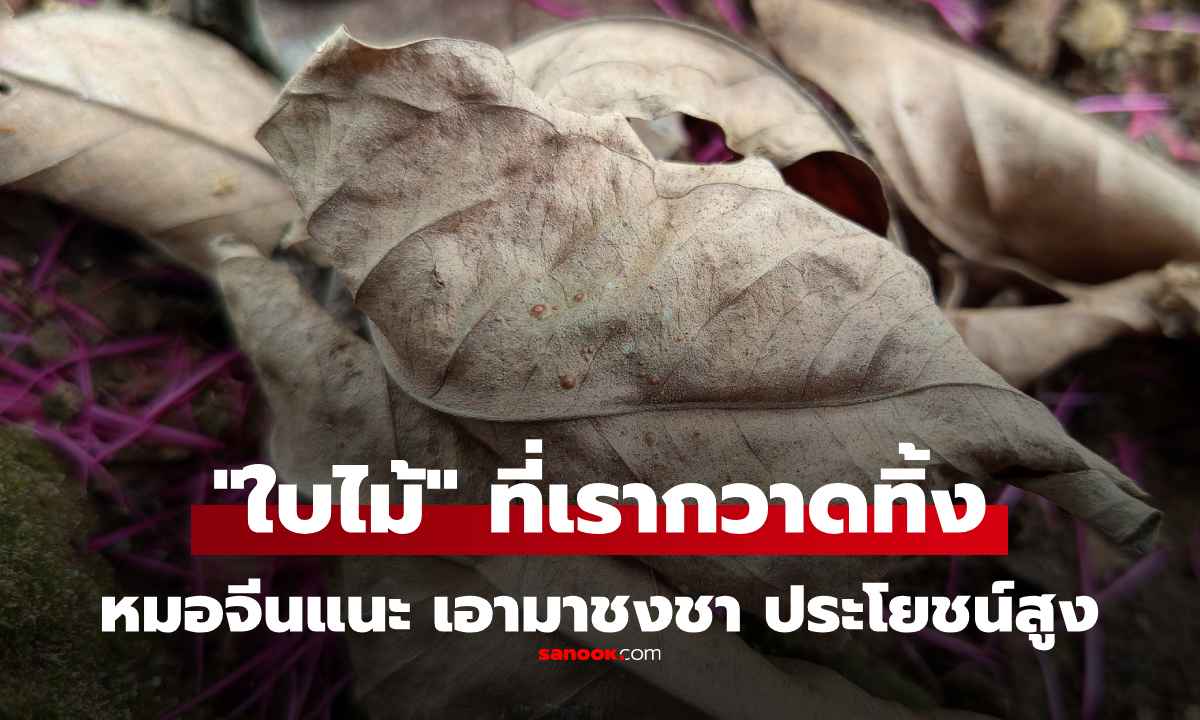 หมอจีนแนะ อย่ามองข้าม! "ใบไม้" ที่คนไทยทิ้ง จริงๆ ตากแห้งชงเป็นชา ประโยชน์มหาศาล
