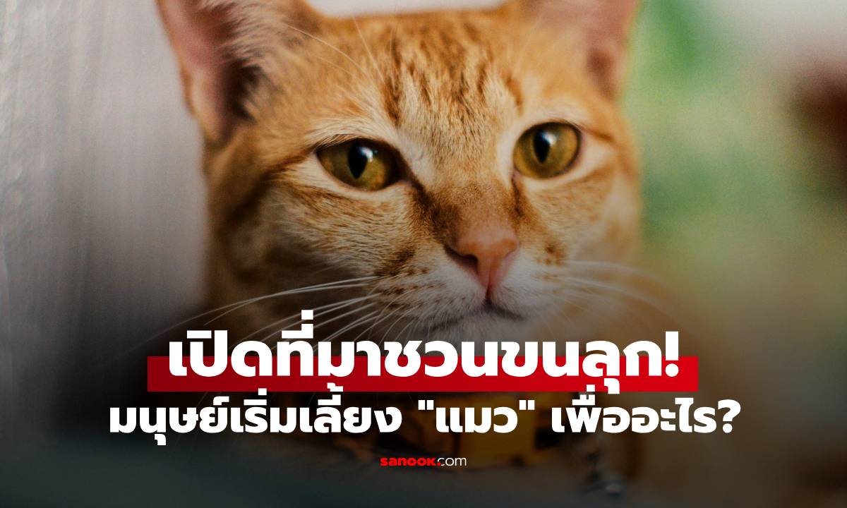นักวิทย์เปิดที่มาชวนขนลุก! มนุษย์เริ่มเลี้ยง "แมว" ครั้งแรกเพื่ออะไร? ไม่ใช่เพราะรัก