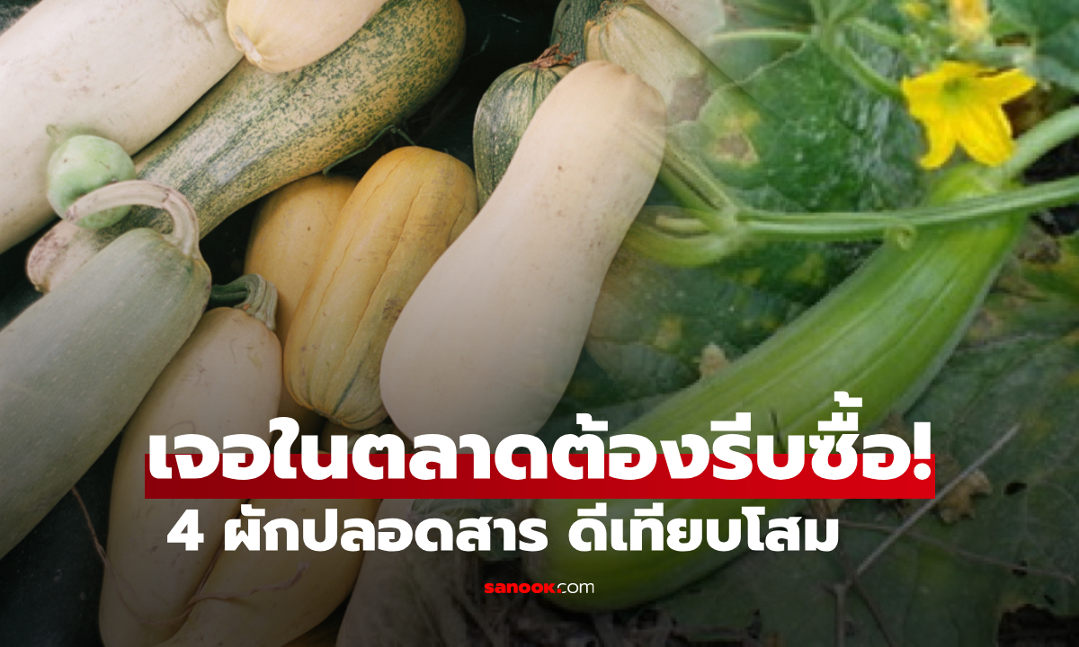 เปิด 4 ผักปลอดสาร ต่างชาติอวยคุณค่า "ไม่แพ้โสม" คนไทยยิ้มเลย มีกินครบในราคาแสนถูก!