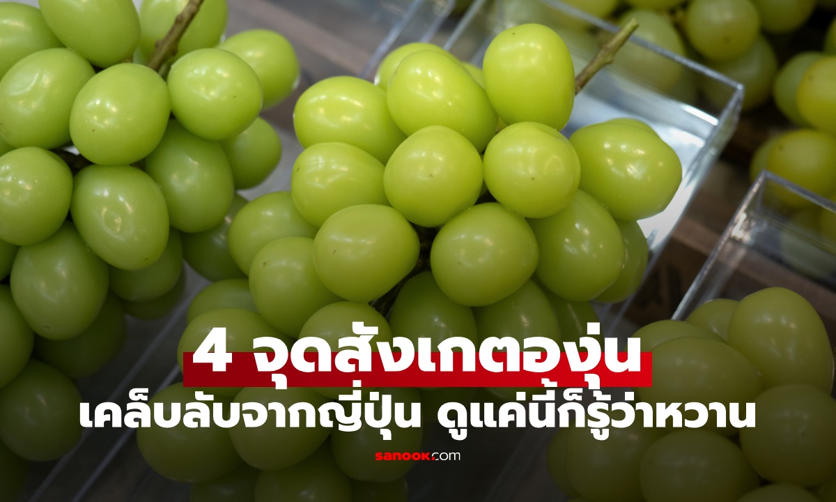 4 จุดสังเกต "ราชินีองุ่น" เคล็ดลับคนญี่ปุ่น เลือกยังไงไม่ให้พลาด ดูตรงนี้ก็รู้ว่าหวาน