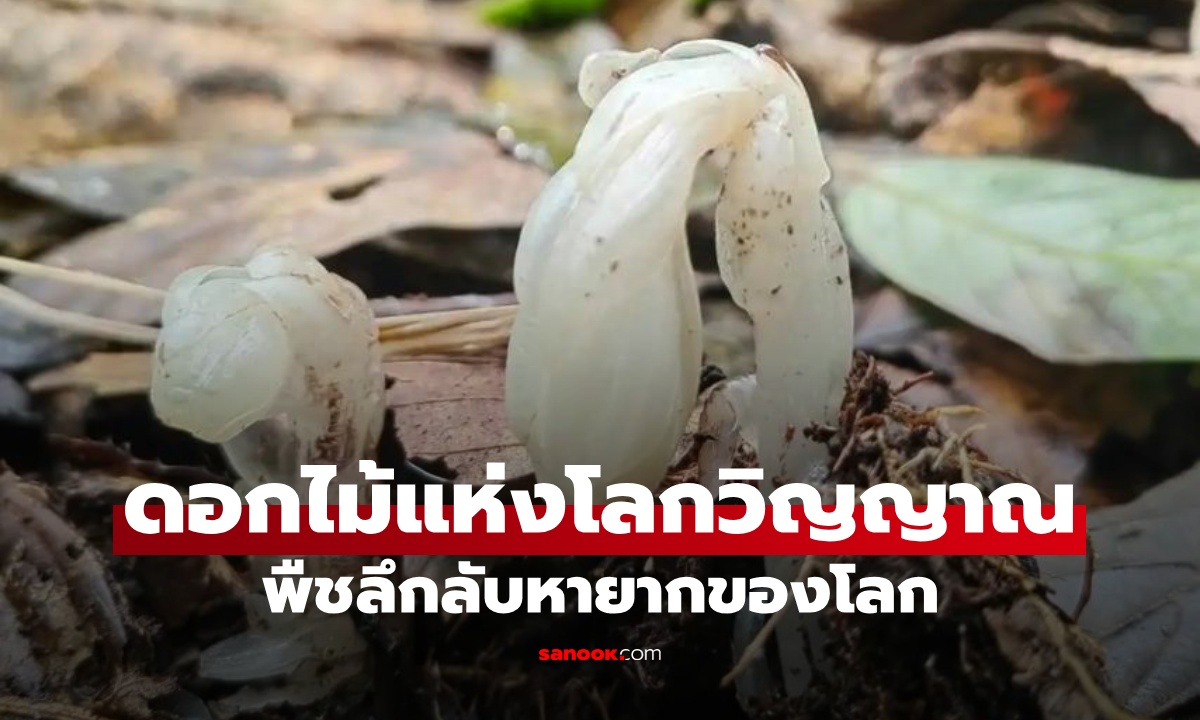 นักกีฏวิทยาพบ "ต้นไม้ผี" ดอกไม้แห่งโลกวิญญาณ พืชลึกลับหายากมากของโลก
