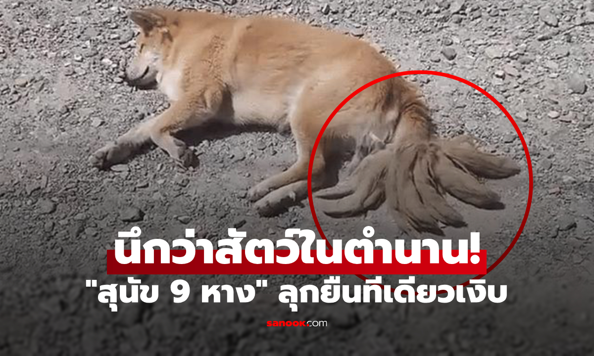 โอละพ่อ! สุนัขจรจัด 9 หาง กลางไซต์ก่อสร้าง พอซูมดูใกล้ๆ เฉลยพีคกว่าที่คิด!