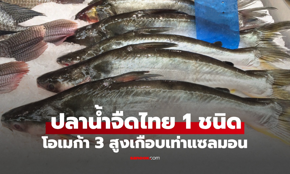 ปลาน้ำจืด 1 ชนิด คนไทยคุ้นเคยดี โปรตีนราคาถูก โอเมก้า 3 สูงไม่แพ้ปลาทะเล