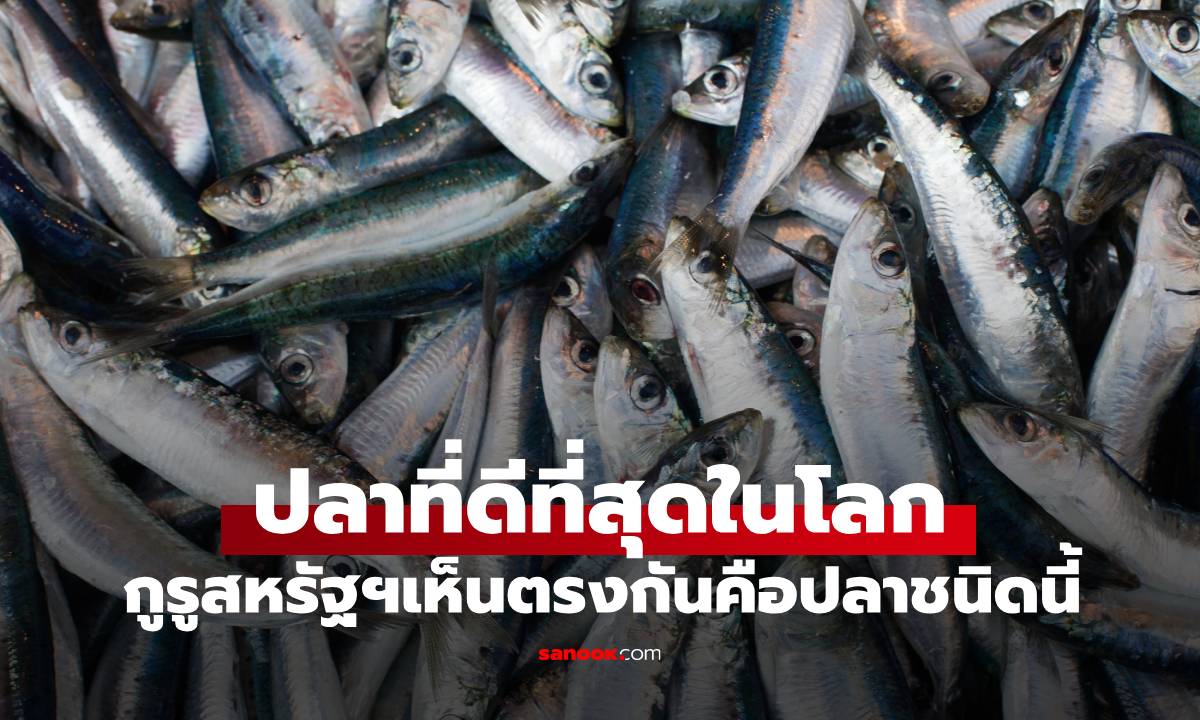ปลา 1 ชนิดที่ถูกยกย่องว่า "ปลาดีที่สุดในโลก" คนไทยรู้จักดี แถมชอบกินกันมาก!
