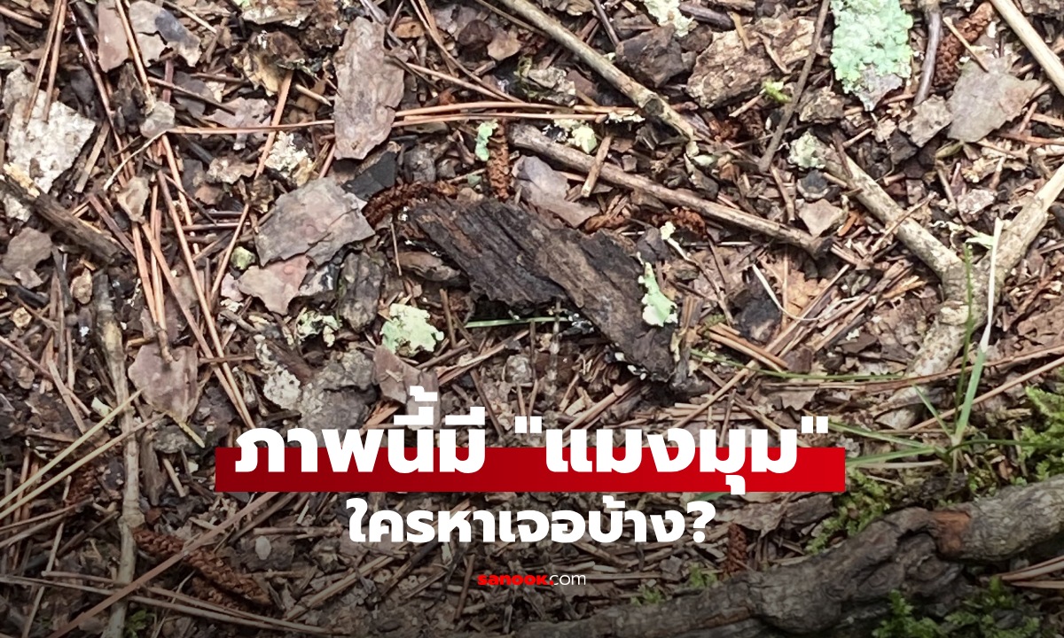 หาเจอมั้ย? "แมงมุม" ในภาพนี้ หนุ่มโพสต์ท้า น้องพรางตัวเนียนสุดๆ
