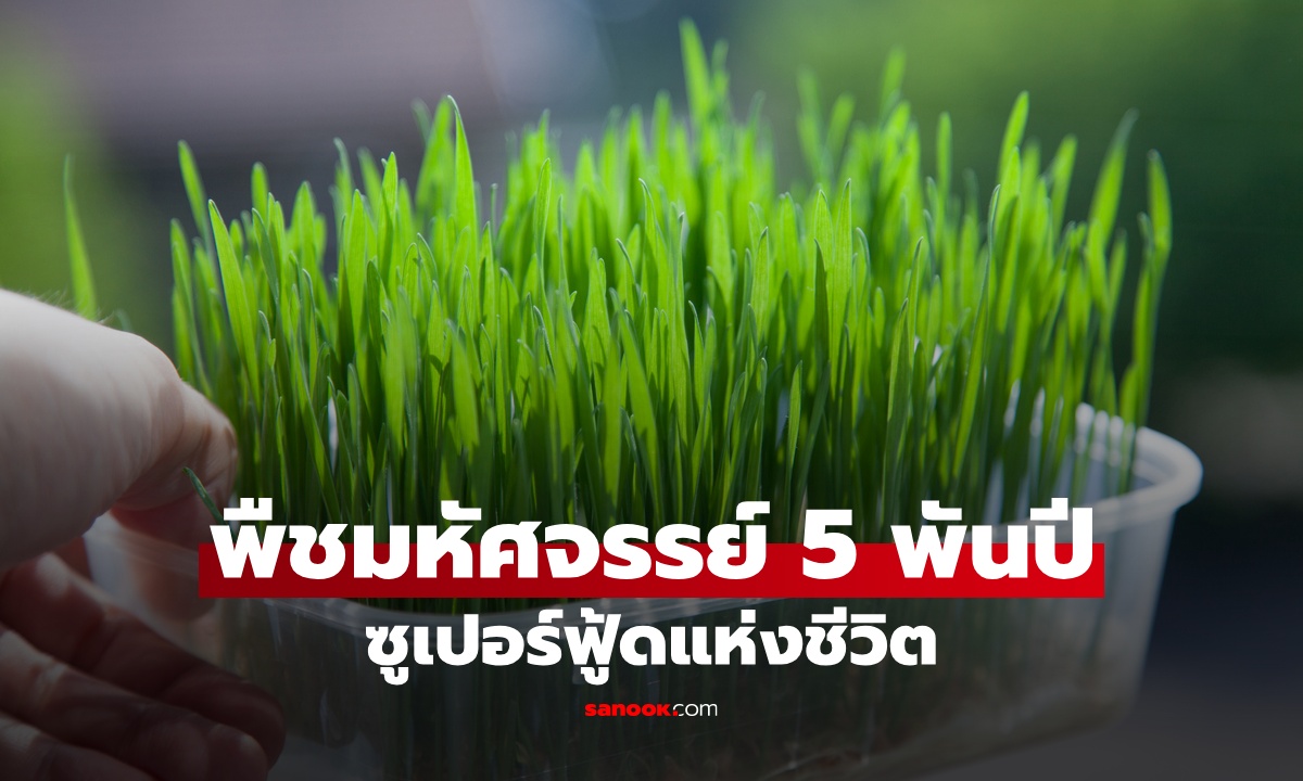 พืชมหัศจรรย์ 1 ชนิด ซูเปอร์ฟู้ดแห่งชีวิต หญ้าที่คนกินได้ ตำนานศักดิ์สิทธิ์ 5,000 ปี