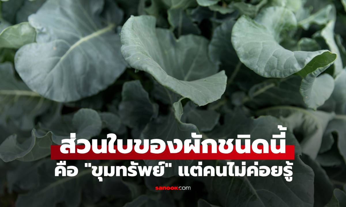 ผลวิจัยเผย ผัก 1 ชนิด คนไม่ค่อยรู้ว่าส่วน "ใบ" คือสมบัติล้ำค่า ทิ้งขว้างไปเฉยๆ