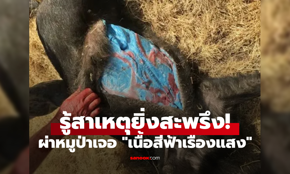 กอร์ดองเบลอ?! ผ่าหมูป่าเจอเนื้อ "สีฟ้าเรืองแสง" ผู้เชี่ยวชาญเผยความจริงอันน่าสะพรึงกลัว