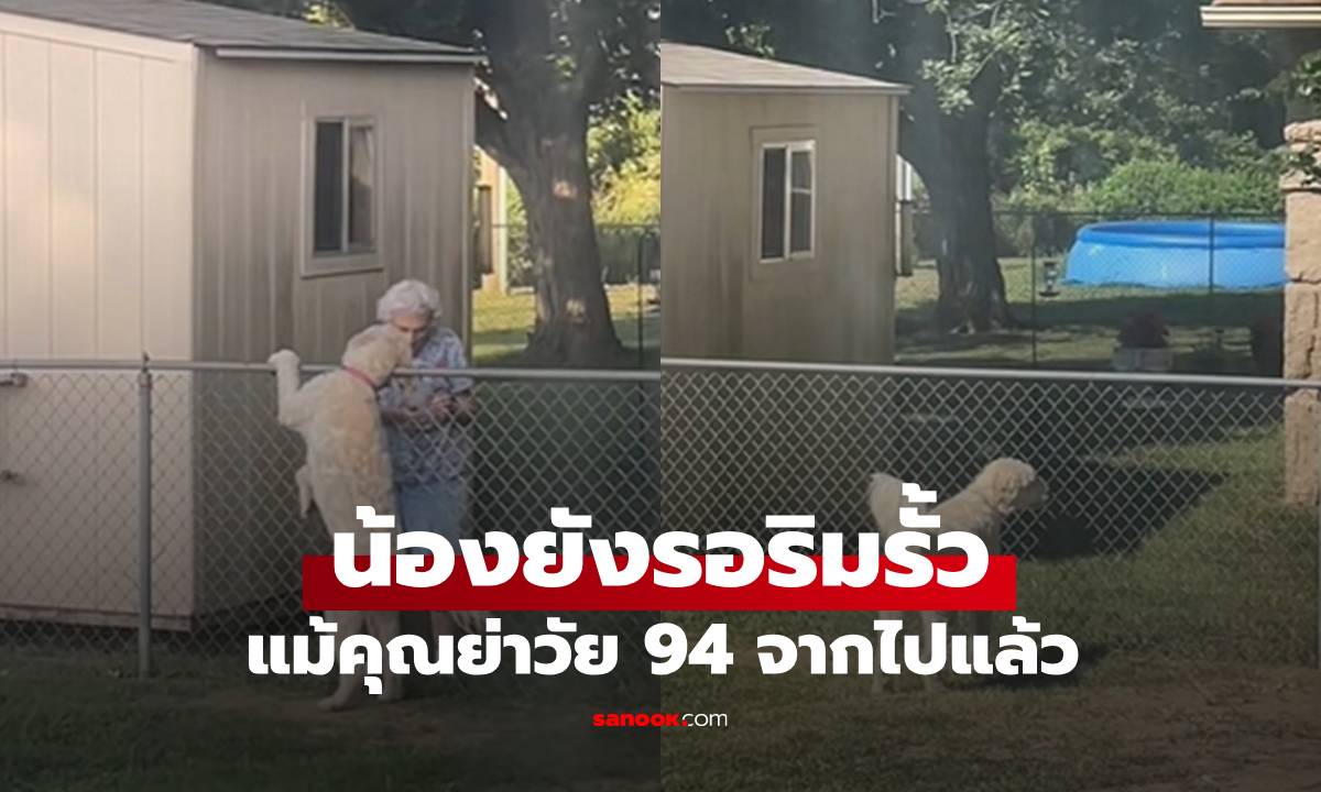 น้องหมาเล่นกับเพื่อนบ้านทุกวัน แม้คุณย่าวัย 94 เสียชีวิตไปแล้ว ก็ยังเฝ้าอยู่ริมรั้ว (มีคลิป)