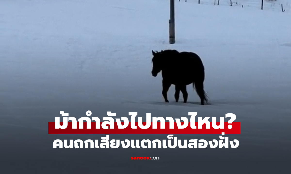 ไวรัลภาพลวงตา ม้ากำลังเคลื่อนไหวไปทางไหน? จนเจ้าของคลิปต้องมาเฉลย (มีคลิป)
