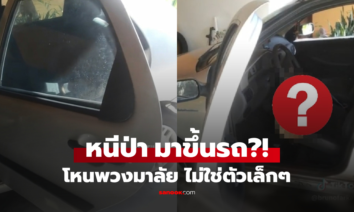 ตาตกใจ!!! เปิดประตูรถเจอ "สัตว์" ห้อยหัวเกาะพวงมาลัย ตัวไม่ใช่เล็กๆ คาดมาจากป่าใกล้ๆ