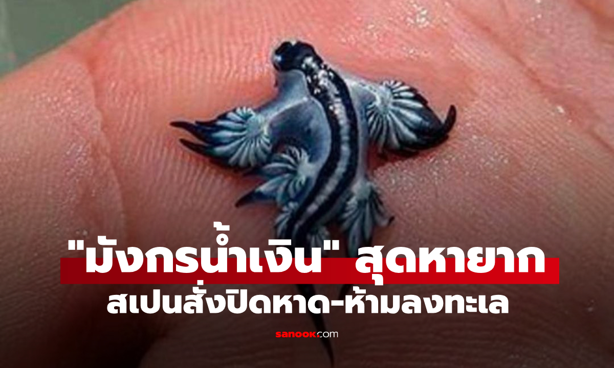 สเปนผงะ! พบ "มังกรน้ำเงิน" สุดหายากริมชายฝั่ง รีบอพยพนักว่ายน้ำ ห้ามลงทะเลทันที