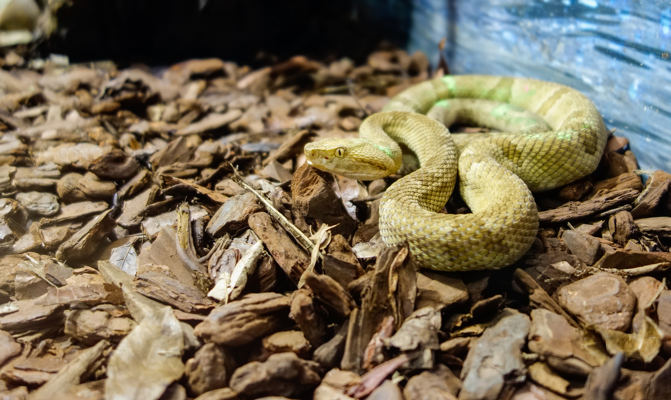 งู - งูพิษหัวหอกสีทอง - Golden Lancehead Viper