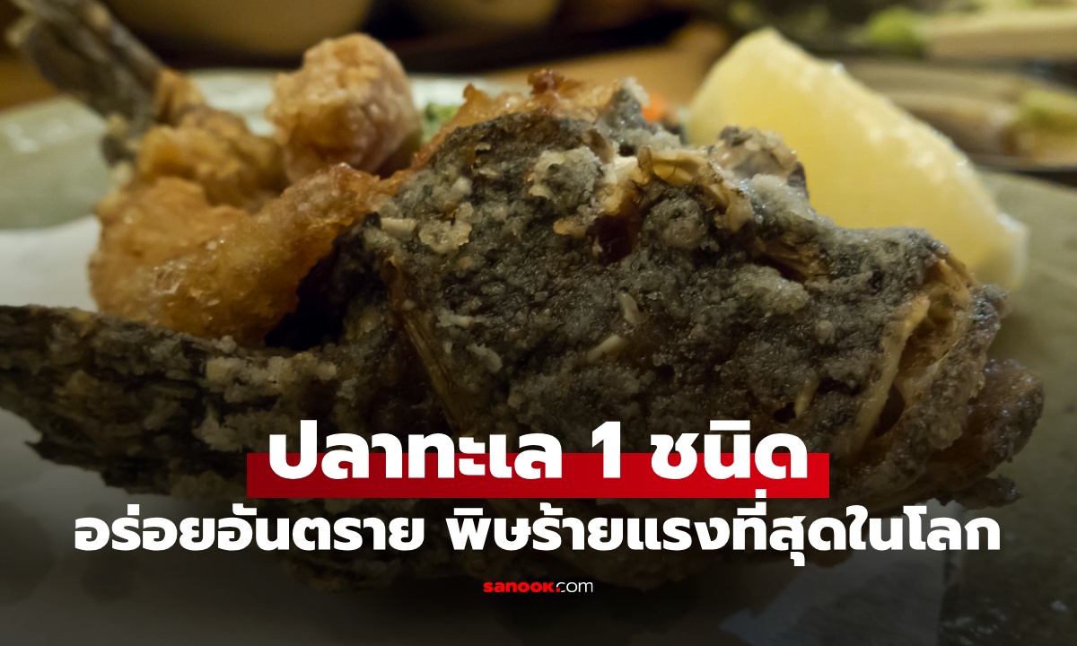 รู้จัก ปลาทะเล 1 ชนิด พิษร้ายแรงที่สุดในโลก อันตรายแค่ไหนก็กลายเป็นเมนูอร่อย