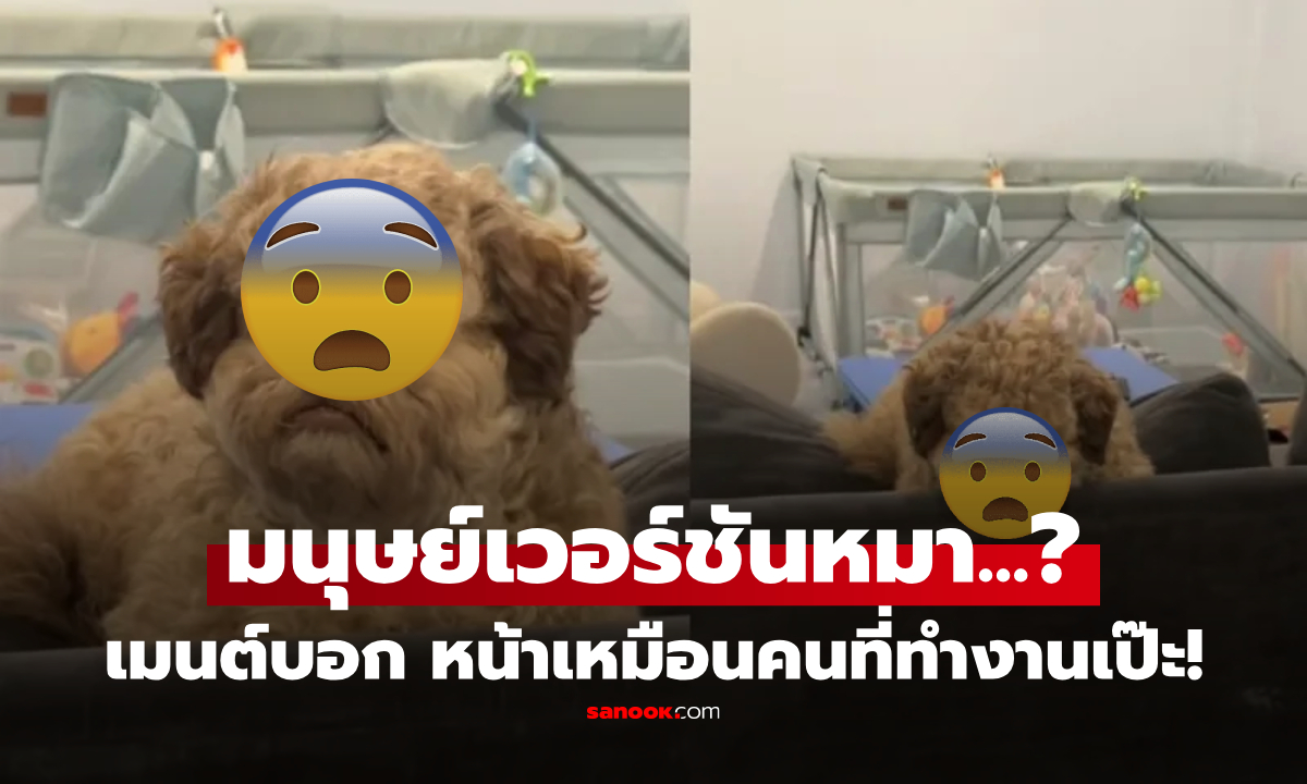 ฮือฮา "หมาหน้าคน" คลิป 20 ล้านวิว แห่เทียบดารา แต่บางเมนต์บอก... เหมือนคนที่ทำงานเป๊ะ!