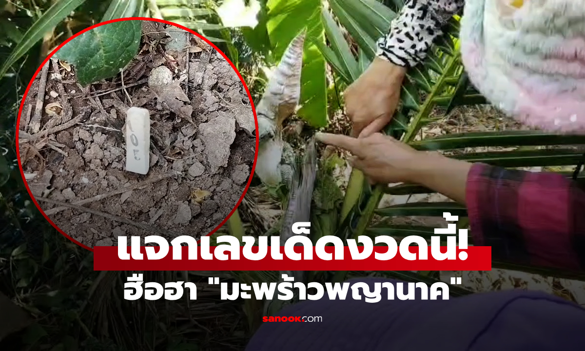 ไม่เคยพบเคยเห็น! ฮือฮา "มะพร้าวพญานาค" ธูปแจกเลขเด็ด 3 ตัว คอหวยแห่มุงดูลุ้นรวย