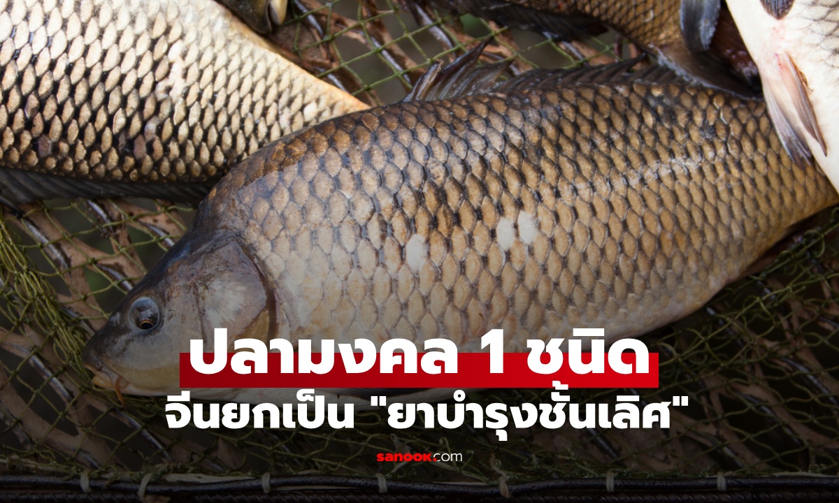 ปลาน้ำจืด 1 ชนิด จีนยกเป็น "ยาบำรุงชั้นเลิศ" กินแล้วเป็นสิริมงคล แถมดีต่อสุขภาพ