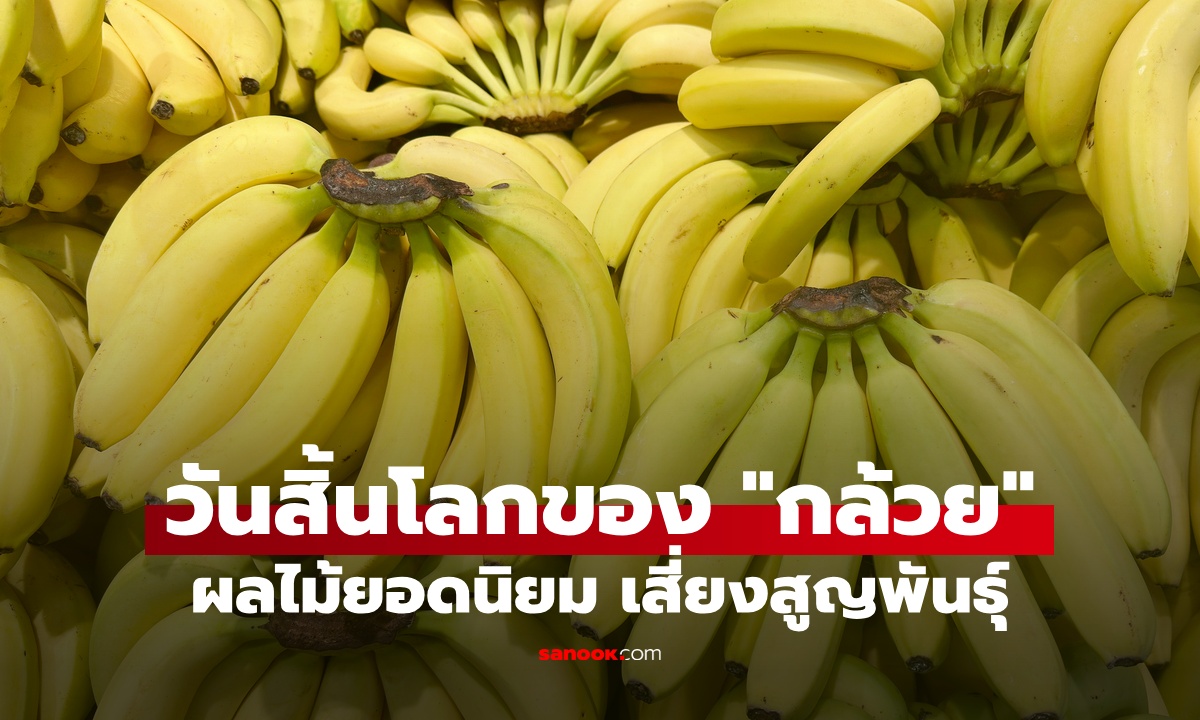 วันสิ้นโลกของ "กล้วย" ผลไม้เสี่ยงสูญพันธุ์ เชื้อร้ายคุกคาม อีกไม่นานอาจไม่มีในกิน