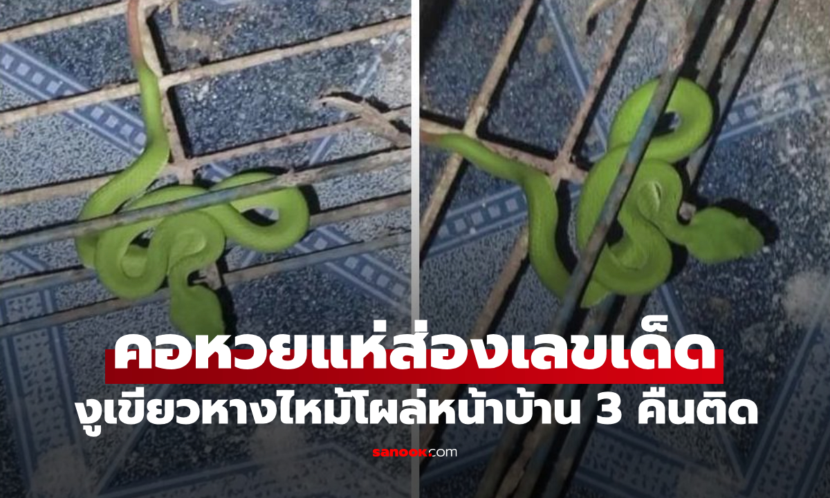 "งูเขียวหางไหม้" โผล่หน้าบ้าน 3 คืนติด! คอหวยแห่ส่องบ้านเลขที่-ตีเลขเด็ดงวดนี้