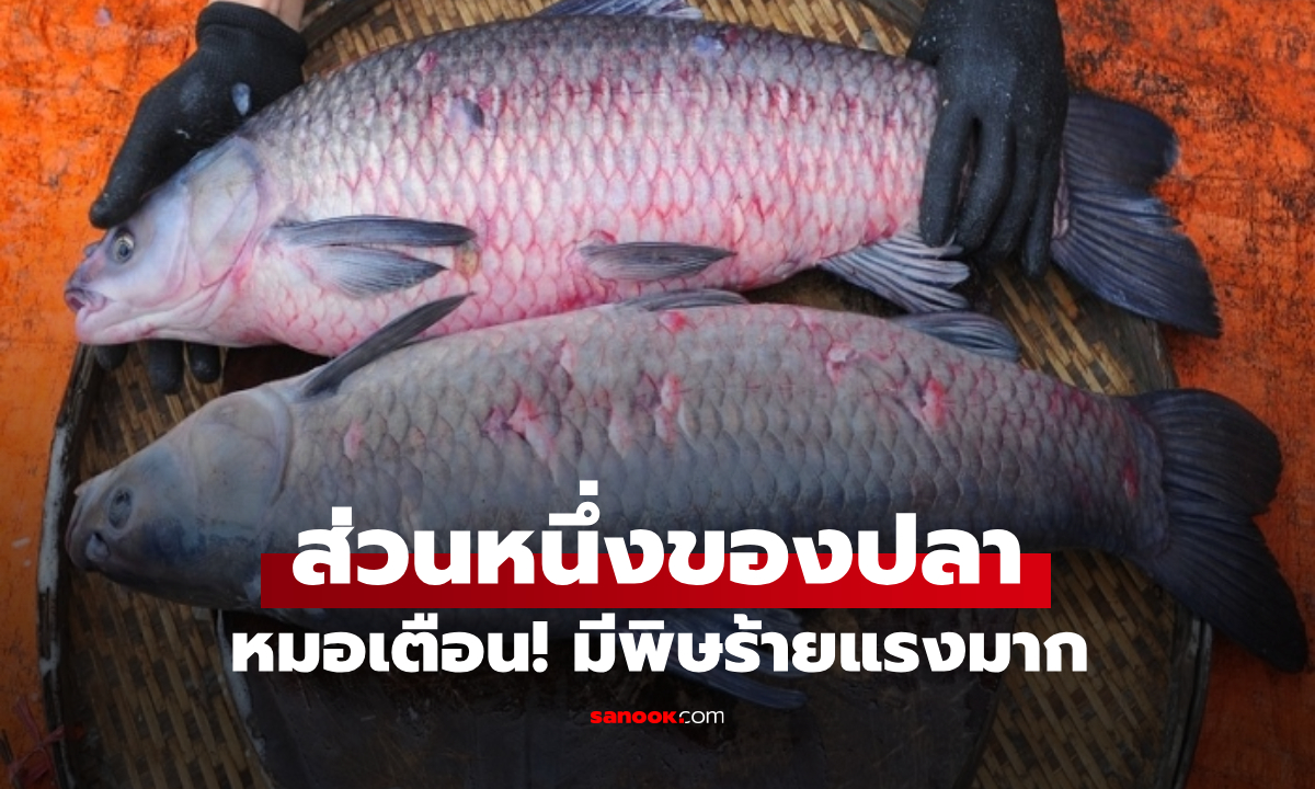 ส่วนหนึ่งของปลามีพิษร้ายแรงมาก! อาจถึงตายได้ แต่หลายคนมองเป็น "ยาอายุวัฒนะ"