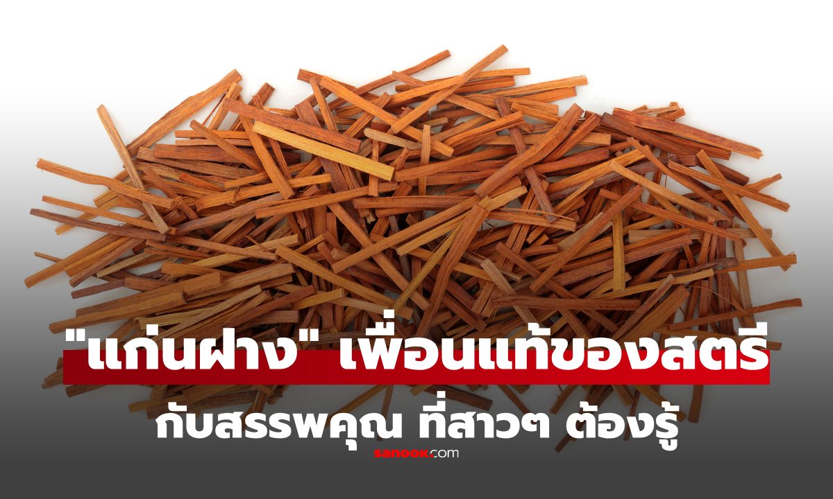 "แก่นฝาง" สมุนไพรที่ถูกยกเป็น "เพื่อนแท้ของสตรี" คุณค่าเพียบ สาวๆ ต้องรู้!