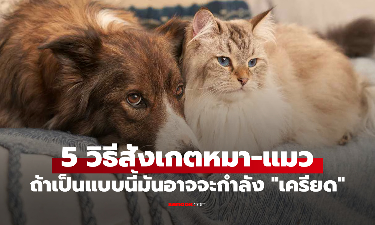 5 อาการของหมา–แมวที่แสดงว่า "กำลังเครียด" เจ้าของหลายคนไม่ทันสังเกต